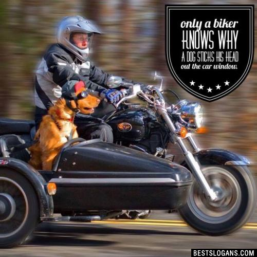 Only a biker knows why a dog sticks his head out the car window.