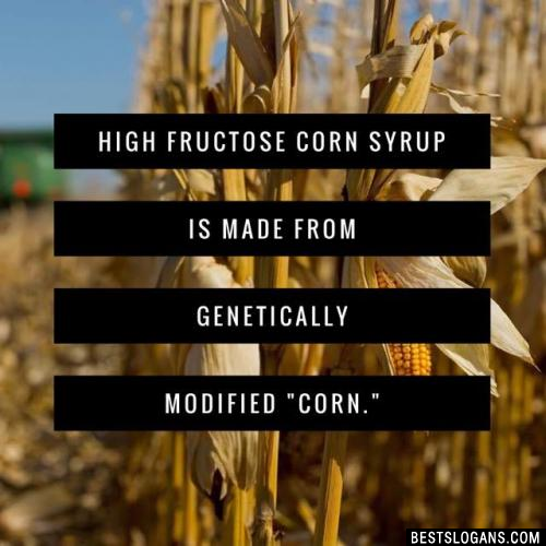 High fructose corn syrup is made from genetically modified "corn."