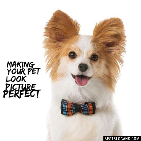 Making your pet look picture perfect